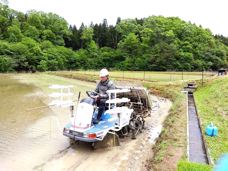 田植え