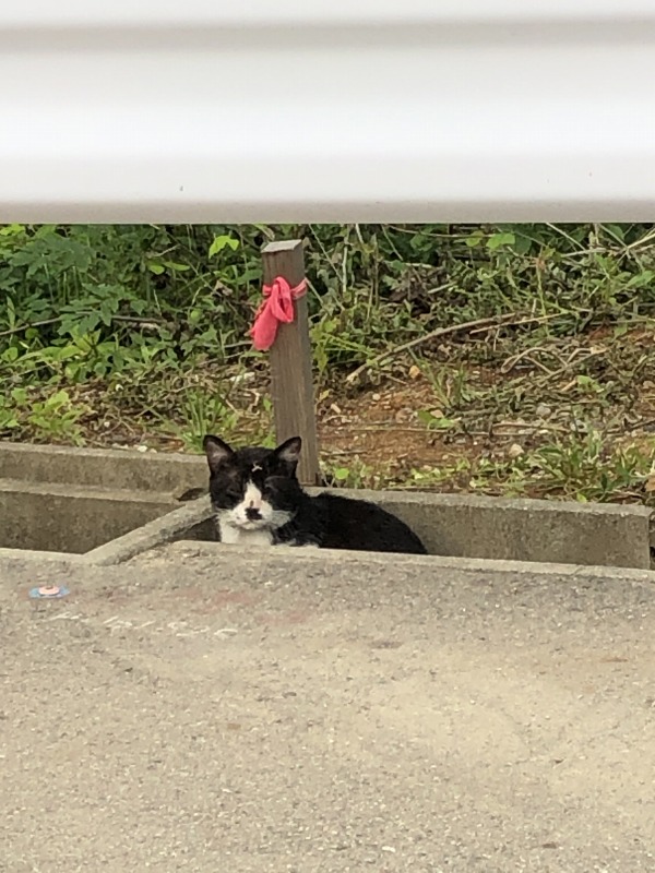 野良猫の保護に向けて